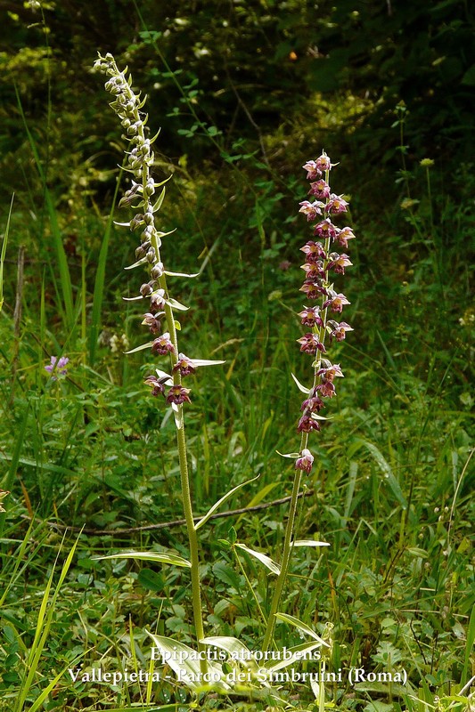 Le orchidee di Vallepietra nel Parco Naturale dei Monti Simbruini (Roma).